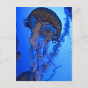 Jellyfish (Begriffsklärung) Postkarte