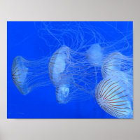 JELLYFISH BLUE OCEAN AQUATIC LIFE FOTOGRAY