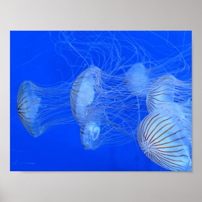 JELLYFISH BLUE OCEAN AQUATIC LIFE FOTOGRAY POSTER (Vorne)