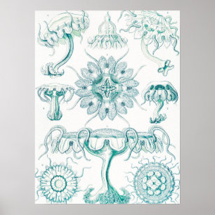 Jellyfish, Discomedusae by Ernst Haeckel Poster