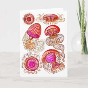 Jellyfish Leptomedusae in Bright Pink Karte