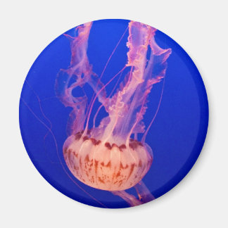 Jellyfish Magnet