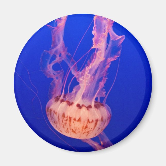 Jellyfish Magnet (Vorne)