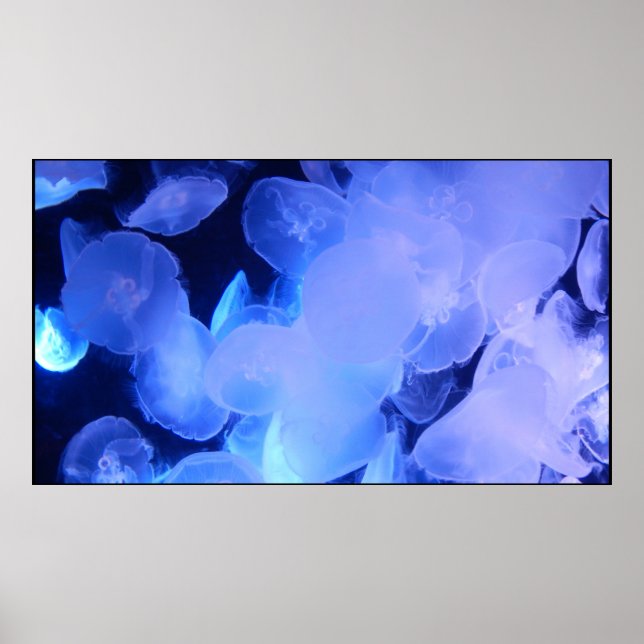JELLYFISH POSTER (Vorne)