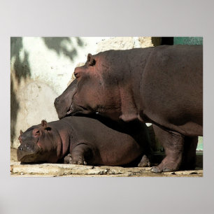 Jemand, zum über mich des Hippopotamus-Porträts Poster