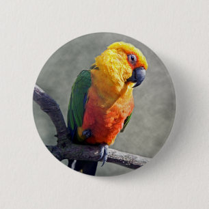 Jenday Conure Abzeichen Button