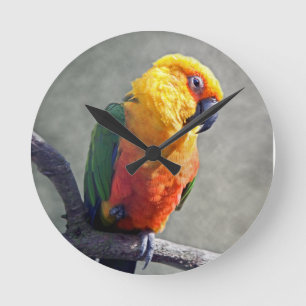 Jenday Conure Clock Runde Wanduhr