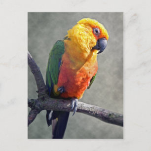 Jenday Conure Postcard Postkarte