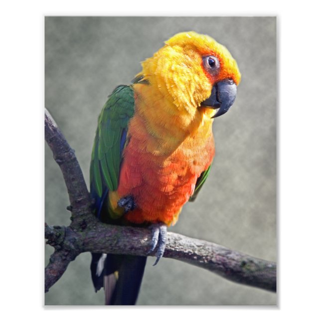 Jenday Conure Print Fotodruck (Vorne)