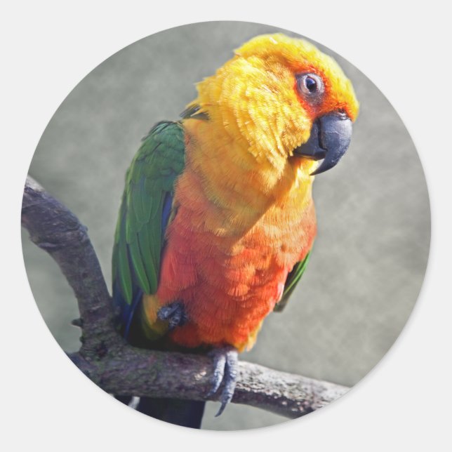 Jenday Conure Sticker (Vorderseite)