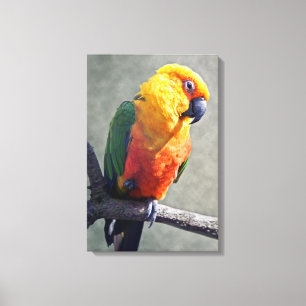 Jenday Conure umwickelte Leinwand