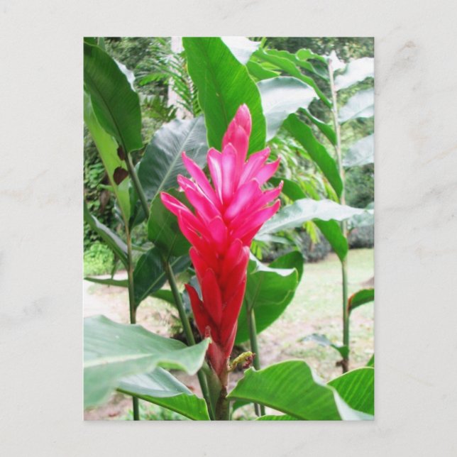 Jengibre rojo (roter Ingwer) Postkarte (Vorderseite)