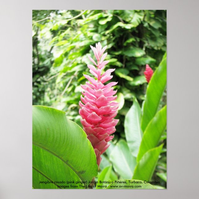 Jengibre rosado (rosa Ingwer) Poster (Vorne)