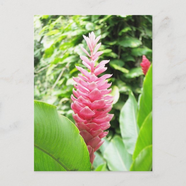 Jengibre rosado (rosa Ingwer) Postkarte (Vorderseite)