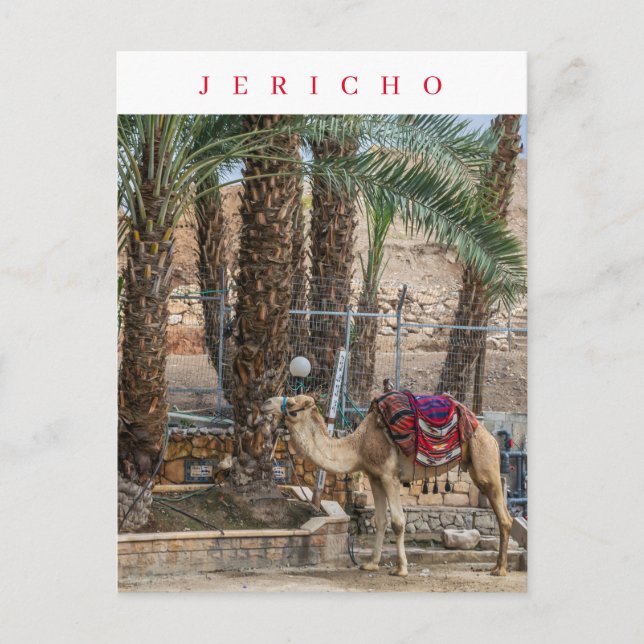 Jericho Kamel-Ansicht Postkarte (Vorderseite)