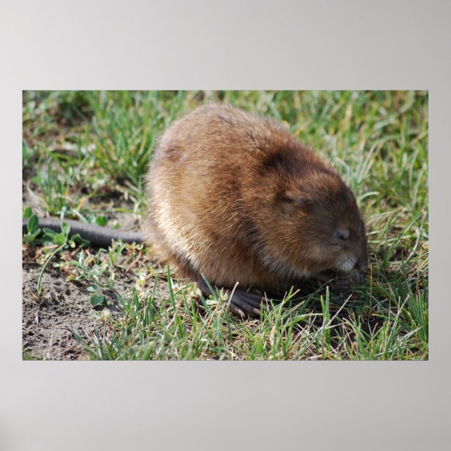 Jerry the muskrat poster (Vorne)