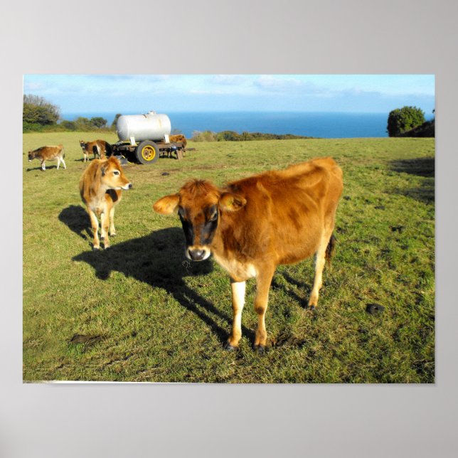 Jersey calves, St John, Jersey Poster (Vorne)
