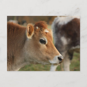 Jersey Cow Postkarte