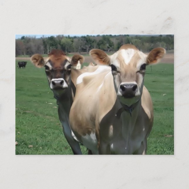 Jersey cows postkarte (Vorderseite)