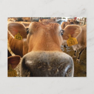 Jersey Dairy Cow Nah-up Foto Postcard Postkarte