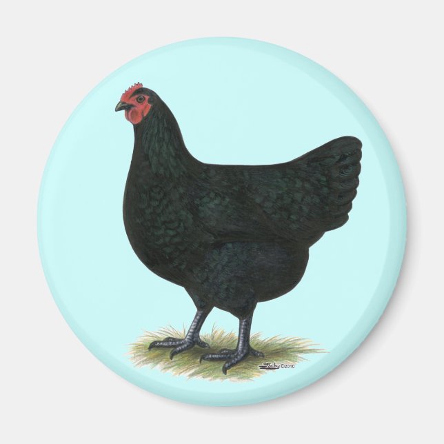 Jersey Giant: Black Hen Magnet (Vorne)
