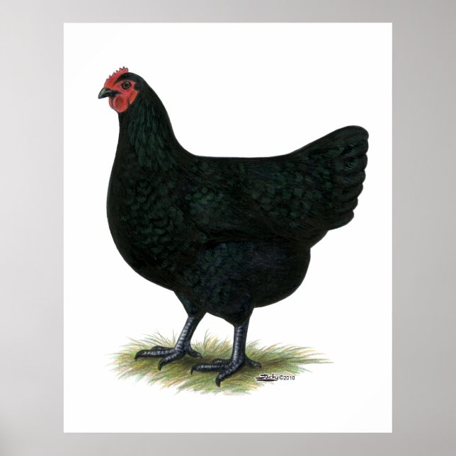 Jersey Giant: Black Hen Poster (Vorne)