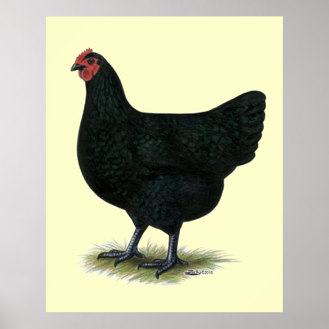 Jersey Giant: Black Hen Poster (Vorne)