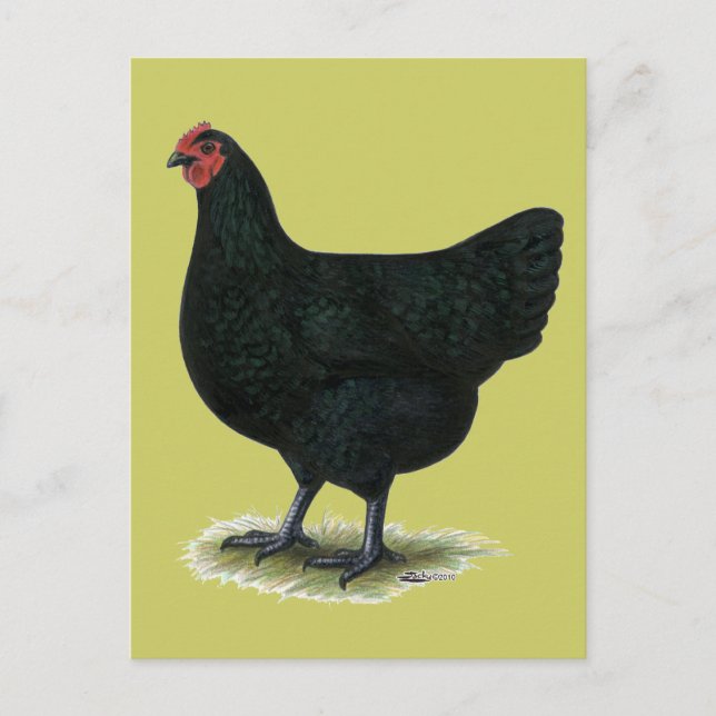 Jersey Giant: Black Hen Postkarte (Vorderseite)