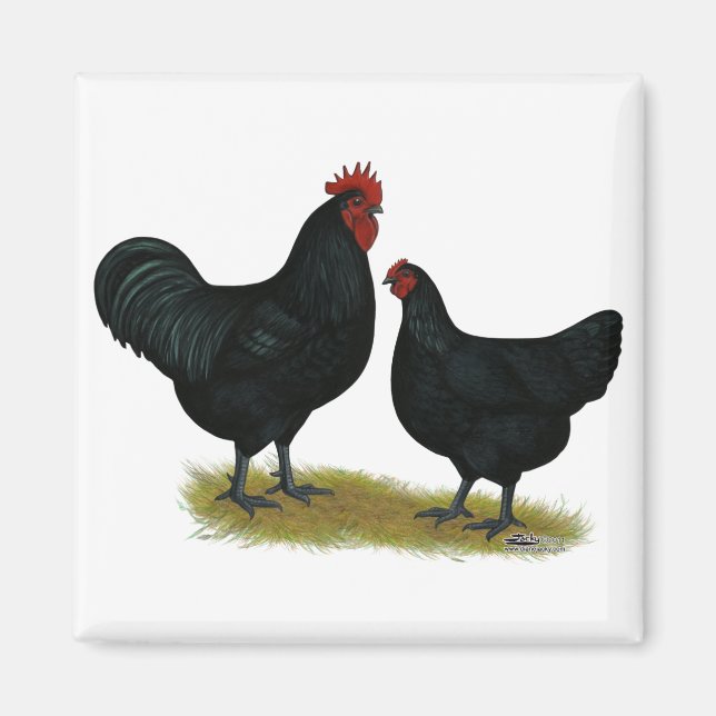 Jersey Giant Chickens Magnet (Vorne)