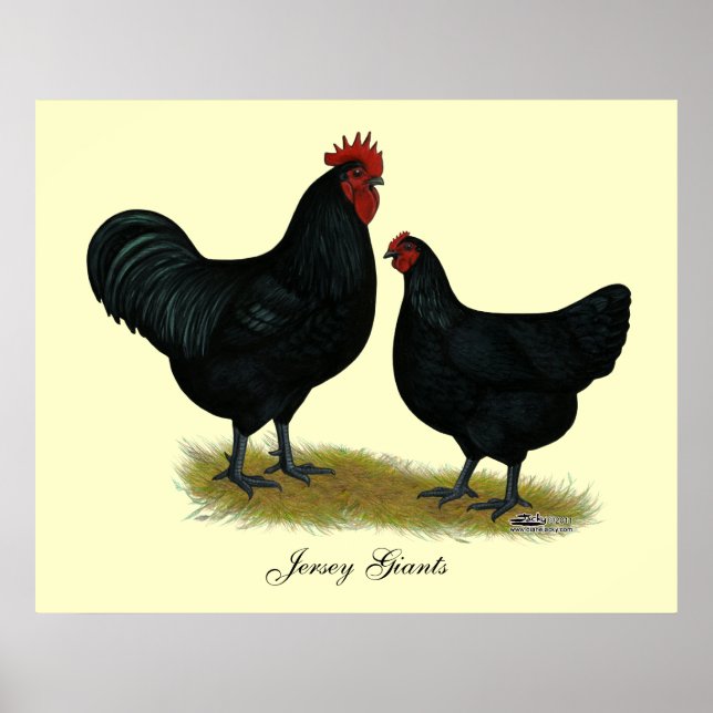 Jersey Giant Chickens Poster (Vorne)