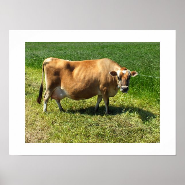 Jersey-Kuh auf den Kanalinseln Jersey Poster (Vorne)