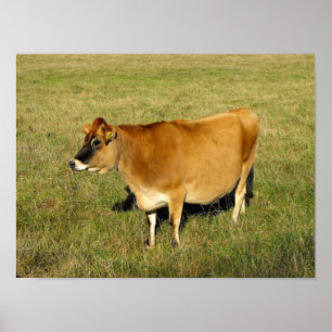 Jersey-Kuh in Jersey Poster