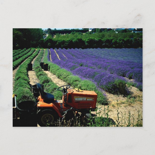 Jersey lavender farm, Jersey Channel Islands, Engl Postkarte (Vorderseite)