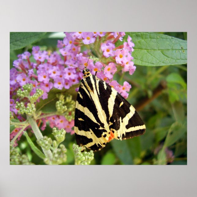 Jersey Tiger Butterfly Poster (Vorne)