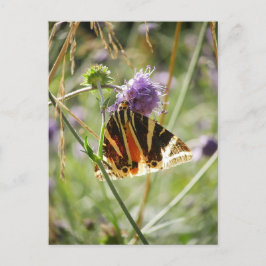 Jersey Tiger Moth Magnet Postkarte
