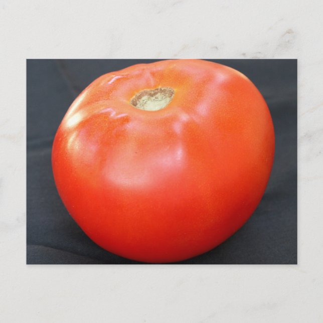Jersey Tomato 4 Postkarte (Vorderseite)