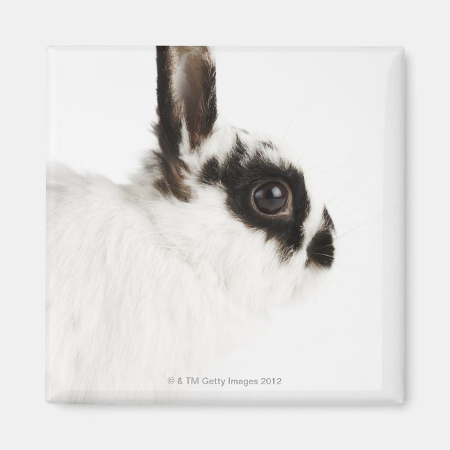 Jersey Wood Rabbit Magnet (Vorne)