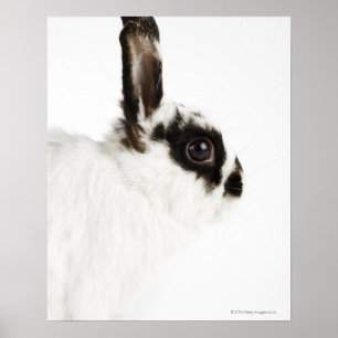 Jersey Wood Rabbit Poster