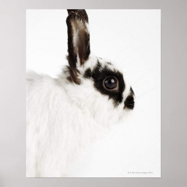 Jersey Wood Rabbit Poster (Vorne)