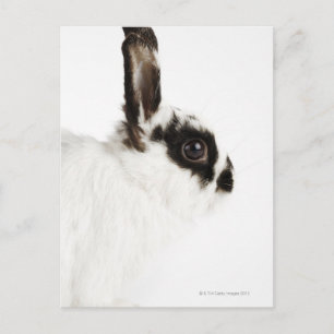 Jersey Wood Rabbit Postkarte