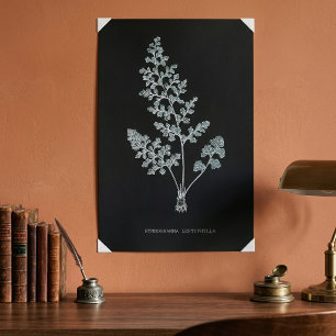 Jerseyfarn, Anogramma leptophylla Poster
