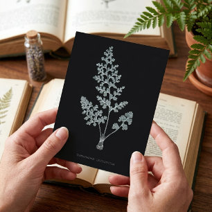 Jerseyfarn, Anogramma leptophylla Postkarte