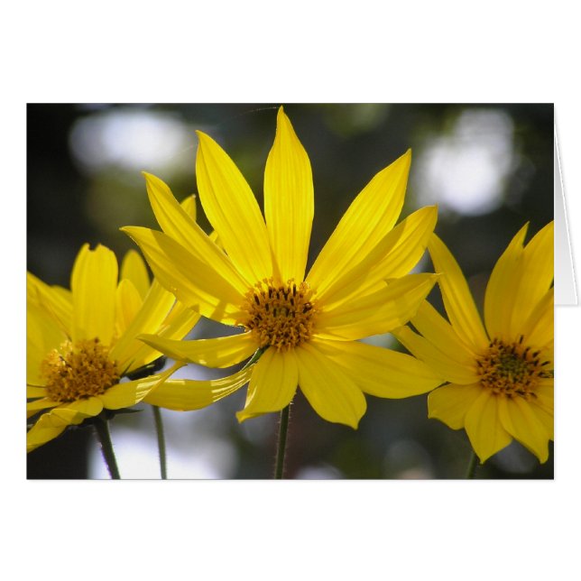 Jerusalem Artichoke (Vorderseite (Horizontal))