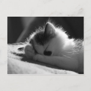 jessy jane - Postkarte