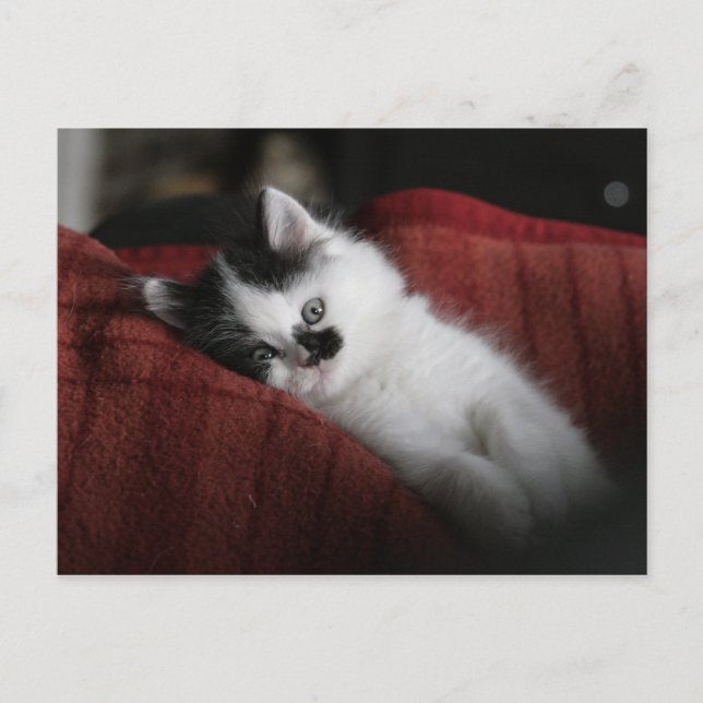 Jessy Jane - Postkarte (Vorderseite)