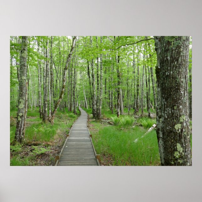 Jesup Path Boardwalk Trail Poster (Vorne)