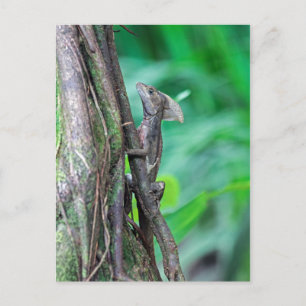 Jesus Christus Basilisk Lizard in Tortuguero Postkarte