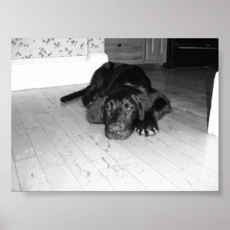 Jett auf Hartholz Poster