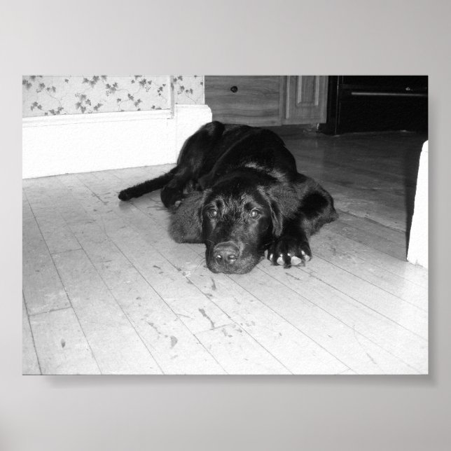 Jett auf Hartholz Poster (Vorne)