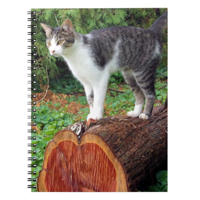 Jetzt haben Sie meine Aufmerksamkeit - Kitekapitel Notizblock (Vorderseite)